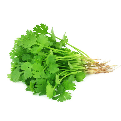 Cilantro