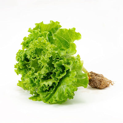 Lechuga hidropónica