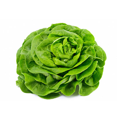 Lechuga española